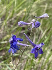 Delphinium nuttallianum
