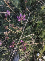 Astragalus ceratoides