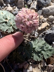 Cymopterus globosus