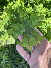 Baptisia nuttalliana