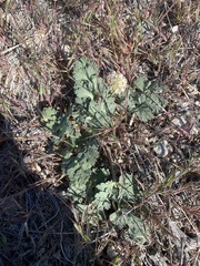 Cymopterus globosus