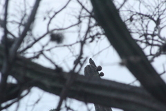 Melanerpes hypopolius