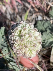 Cymopterus globosus