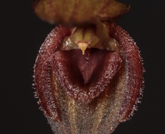 Pleurothallis giraffa