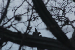 Melanerpes hypopolius