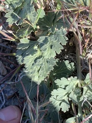Cymopterus globosus