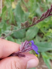 Anchusa azurea image