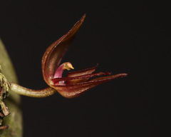 Pleurothallis giraffa