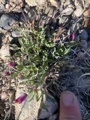 Rhinotropis subspinosa