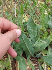 Anchusa azurea image