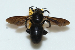 Xylocopa nasalis