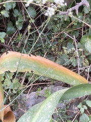 Bunium bulbocastanum