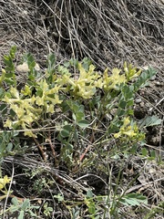 Astragalus beckwithii