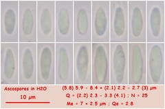 Lachnellula subtilissima