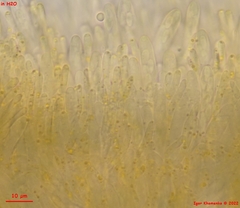 Lachnellula subtilissima