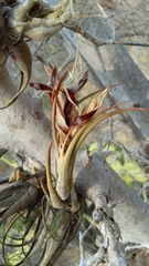 Tillandsia circinnatioides