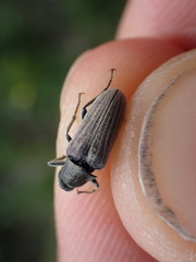 Ptilophorus dufouri