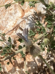 Pseudophilotes vicrama