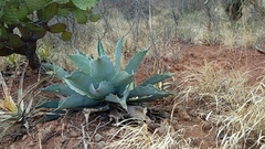 Agave applanata