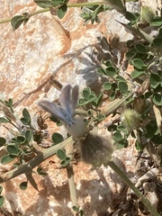 Pseudophilotes vicrama