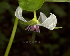 Trillium rugelii