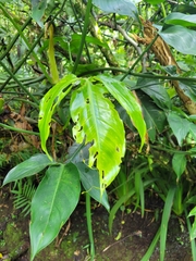 Philodendron anisotomum