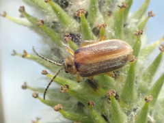 Galerucella lineola