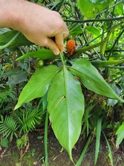 Philodendron anisotomum