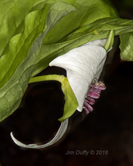 Trillium rugelii