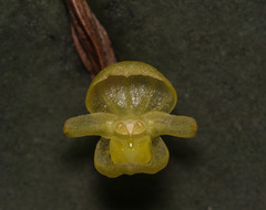 Pleurothallis sphaerantha