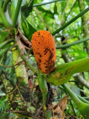 Philodendron anisotomum