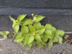 Galinsoga quadriradiata