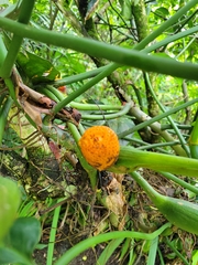 Philodendron anisotomum