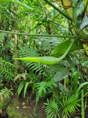 Philodendron anisotomum