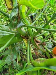 Philodendron anisotomum