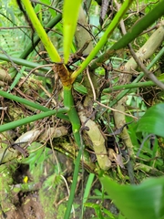 Philodendron anisotomum