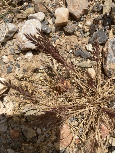 Desmazeria rigida iNat (3)