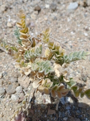 Astragalus layneae