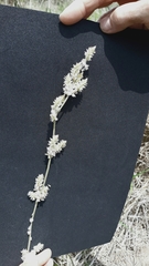 Froelichia drummondii