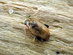 Psylliodes marcida