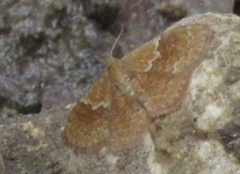 Leptostales rubromarginaria