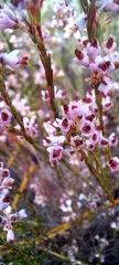 Erica articularis