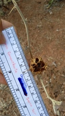 Solanum houstonii