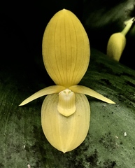 Pleurothallis titan
