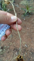 Solanum houstonii