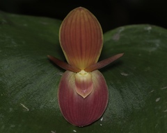 Pleurothallis titan