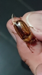 Rhizotrogus aestivus