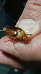 Rhizotrogus aestivus