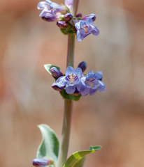 Penstemon pachyphyllus congestus