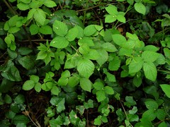 Rubus pallidus